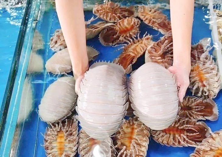 Bọ biển được các tiểu thương rao bán với giá vài triệu đồng một con - Ảnh: Chụp màn hình Bọ biển được các tiểu thương rao bán với giá vài triệu đồng một con - Ảnh: Chụp màn hình