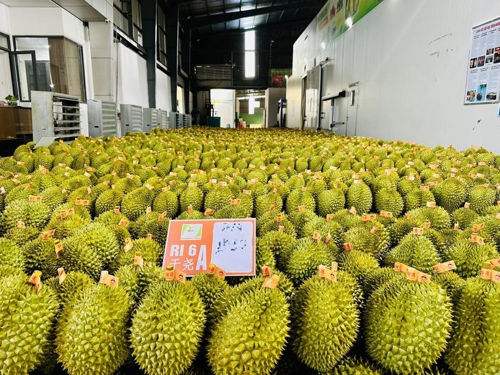Các nước đua nhau mua nông sản Việt, giá xuất khẩu gạo, cà phê, tiêu cao chót vót- Ảnh 1. 4 tháng đầu năm nay, xuất khẩu rau quả đạt tới 1,8 tỉ USD - Ảnh: T.VY