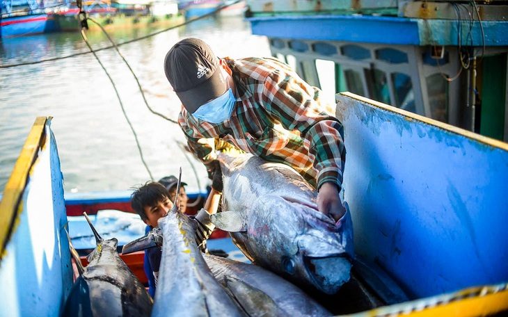 Vì sao chưa thể làm chợ đấu giá thủy sản? - Ảnh 1. Vì sao chưa thể làm chợ đấu giá thủy sản? - Ảnh 1.