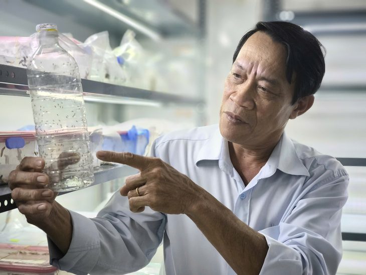 ongkysinh-17279439629771730583761 Bến Tre thả 522 triệu con ong ký sinh để ứng phó với sâu đầu đen - Ảnh 1.