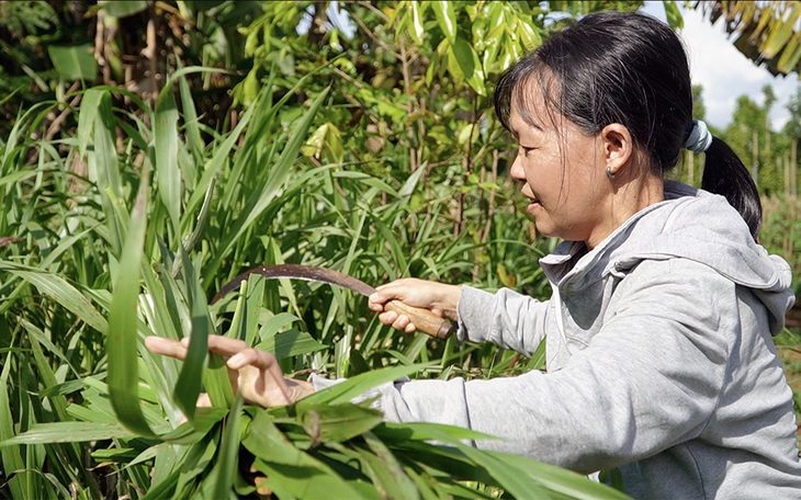 Cải thiện sinh kế từ nguồn vốn vay không lãi suất - Ảnh 1. Chồng đi làm mướn, chị Vũ Thị Thơm ở nhà chăm 3 con nhỏ. Tận dụng lúc con ngủ, chị ra cắt cỏ cho dê ăn để cải thiện thu nhập - Ảnh: A LỘC
